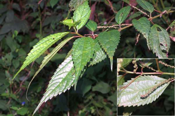 ナガバヤブマオ