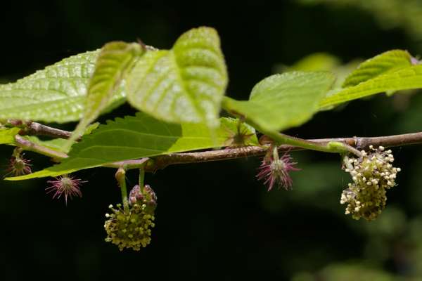 ヒメコウゾの雌花序（左）と雄花序（右）