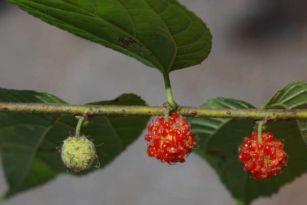 ヒメコウゾの完熟した集合果