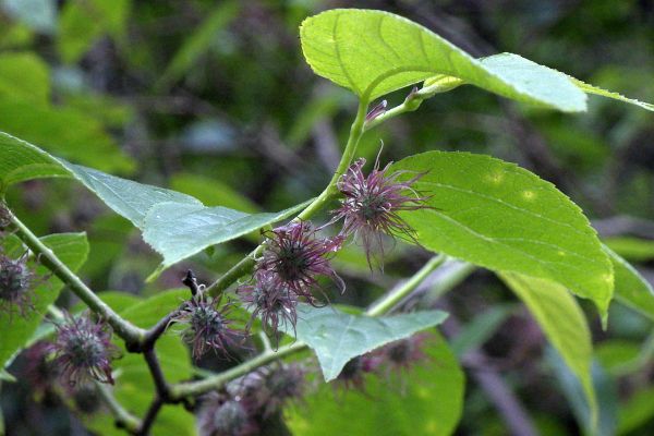 Broussonetia papyrifera