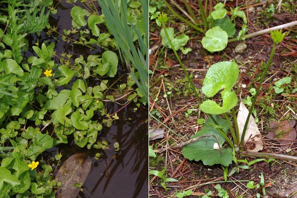 エンコウソウの走行枝