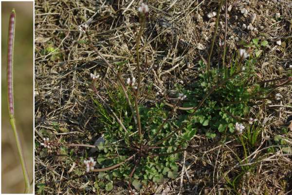 ミチタネツケバナ