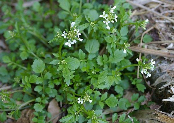 オオバタネツケバナ