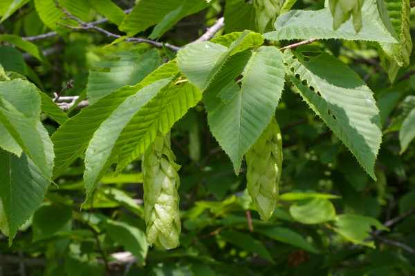 サワシバの果穂、葉の基部は心形になる