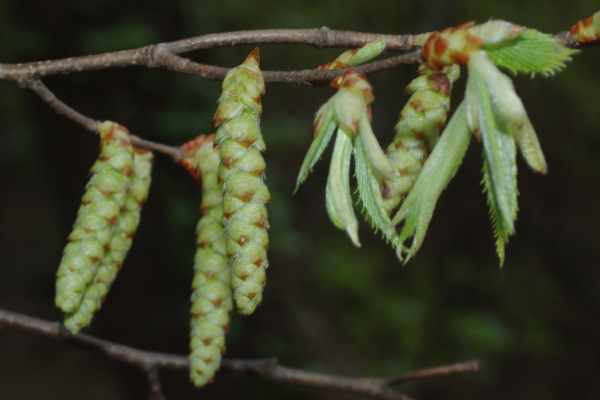 イヌシデの雌花序
