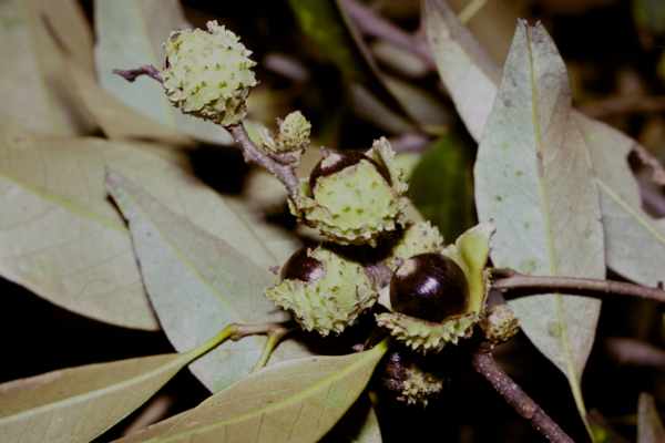 ツブラジイの果実
