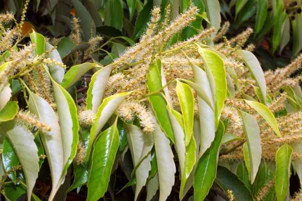 スダジイの果穂