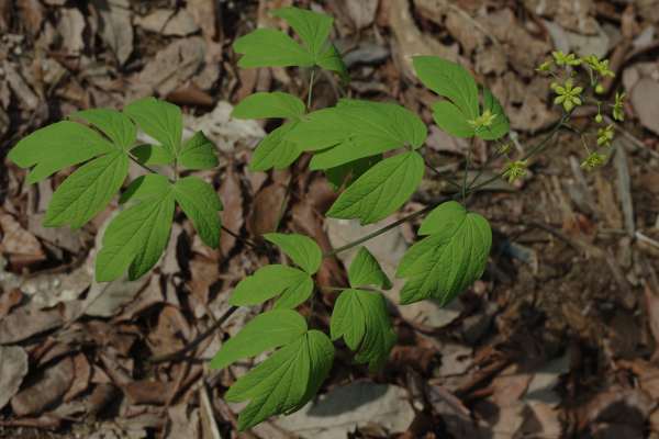 ルイヨウボタン
