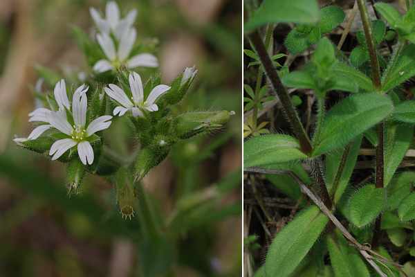 オランダミミナグサ