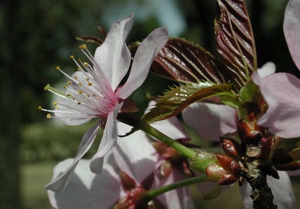 オオヤマザクラ