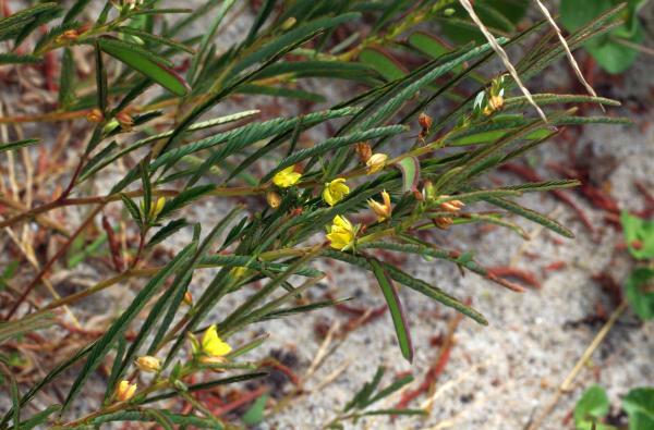 カワラケツメイ