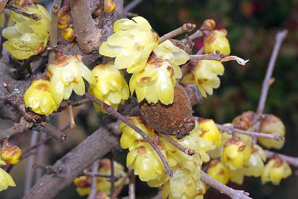 ソシンロウバイの花