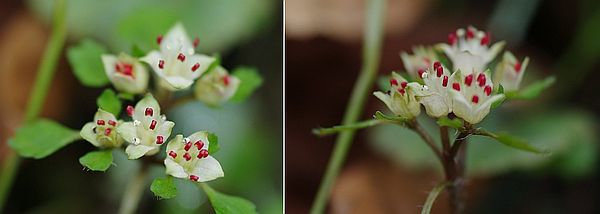 シロバナネコノメソウ