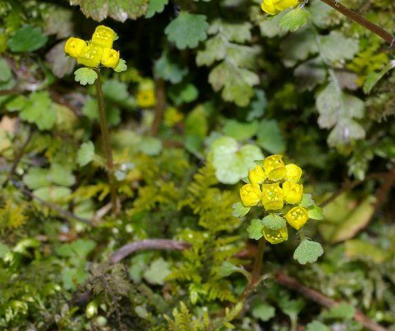 コガネネコノメソウ