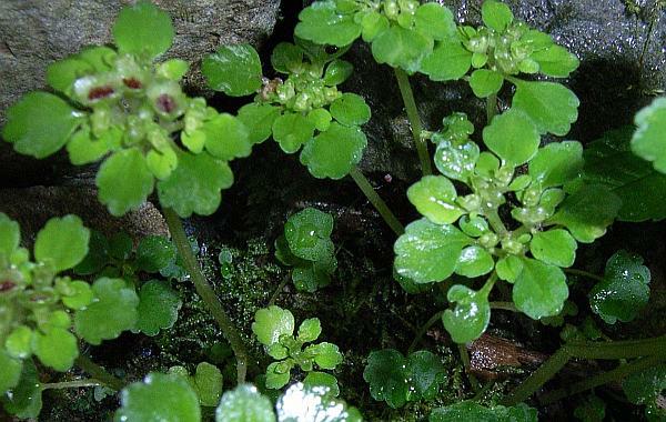 タチネコノメソウ