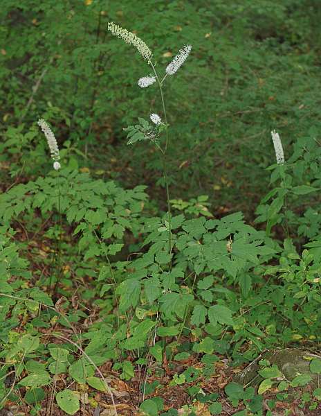 サラシナショウマ