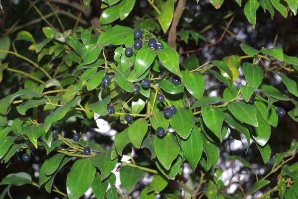 果実をつけたヤブニッケイ