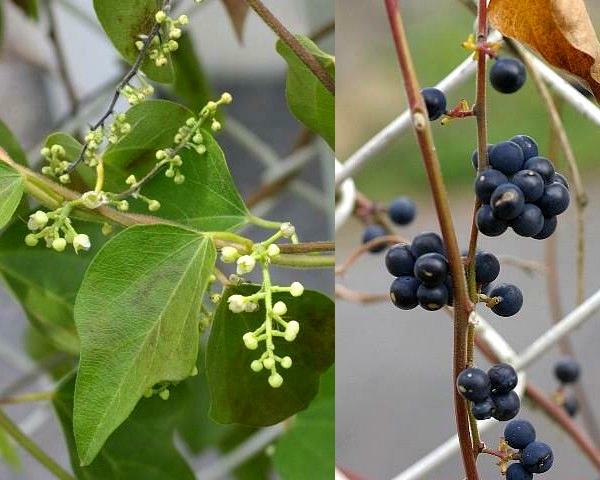 アオツヅラフジ