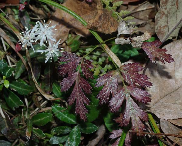 セリバオウレン