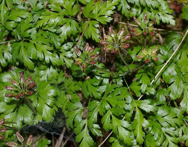 セリバオウレン