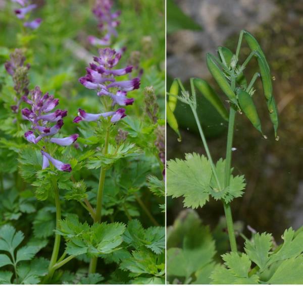 ムラサキケマン