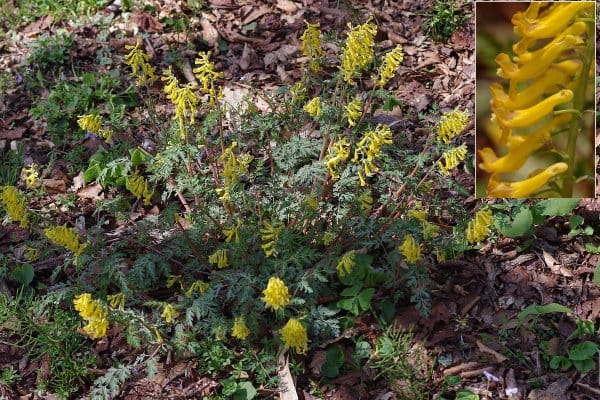 ミヤマキケマン