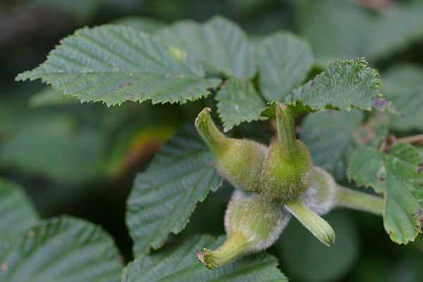 ツノハシバミの果実、鋭い毛は指に刺さりやすい