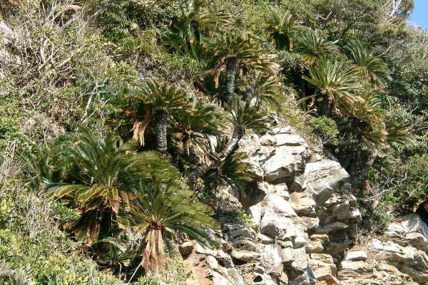 ソテツの自生地