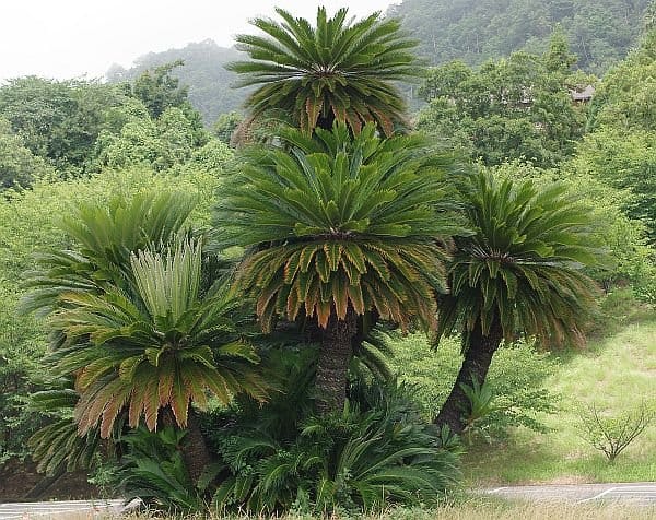 植栽されたソテツ