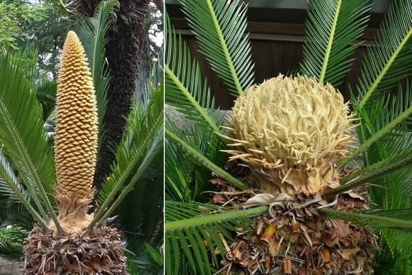 ソテツの“花序”（左：雄、右：雌）