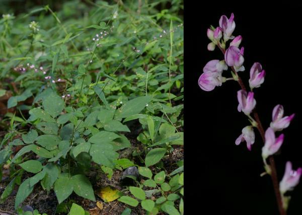 マルバヌスビトハギ