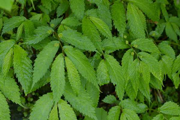 ウワバミソウ雌株