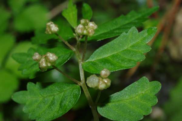ヒメウワバミソウの雌花序