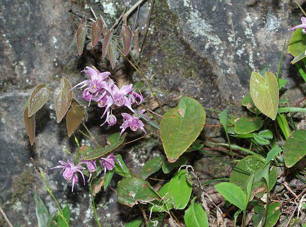 オオイカリソウ