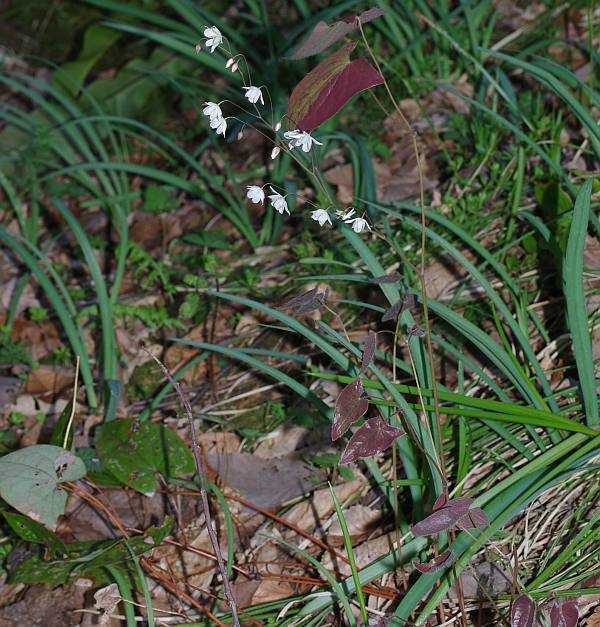 オオバイカイカリソウ