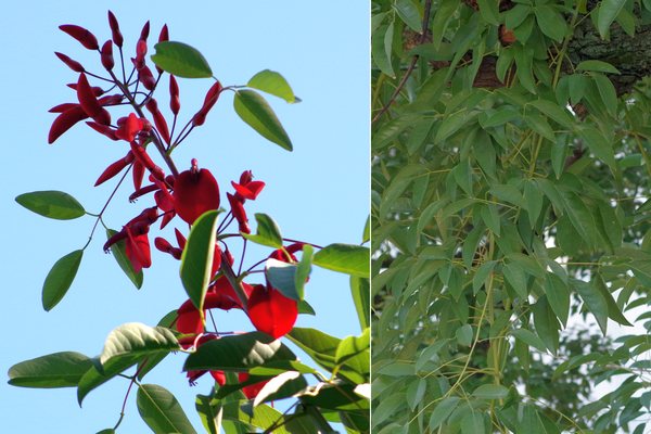 アメリカデイコ