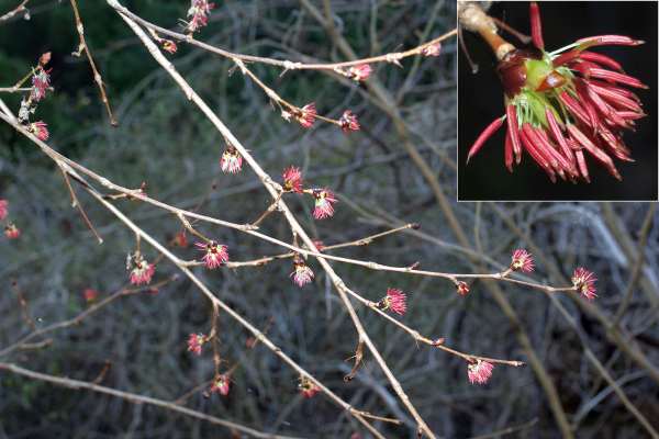 フサザクラの花