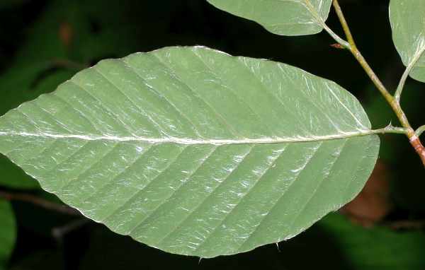 イヌブナの葉の裏面