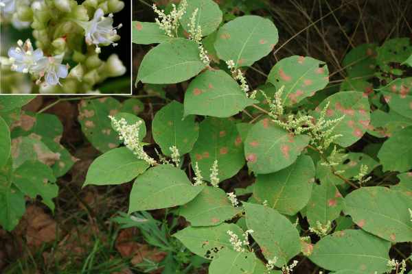 イタドリの雄花