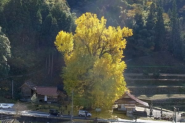 イチョウの黄葉