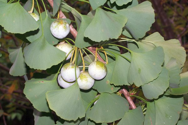 イチョウの種子