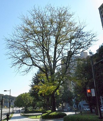 アメリカサイカチ