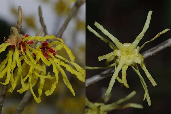 アテツマンサク