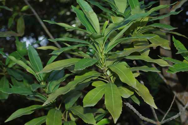 ヤマモガシの若木の葉には鋸歯が顕著