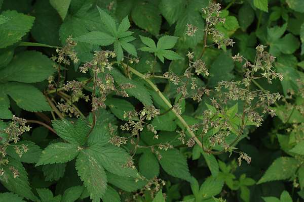 カナムグラの花