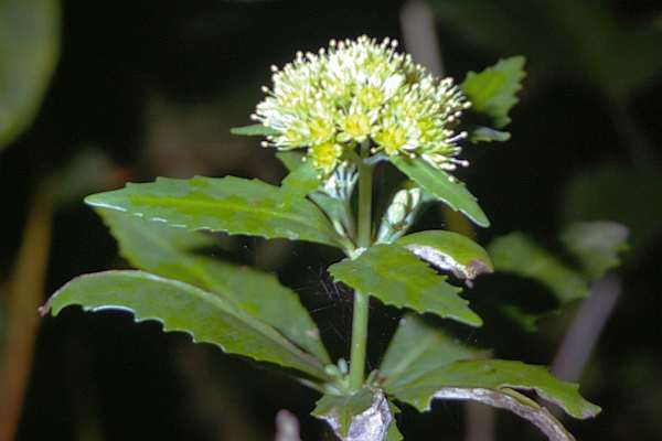 ミツバベンケイソウ