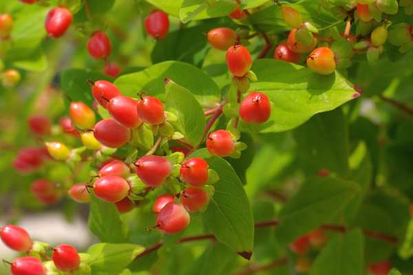 コボウズオトギリ