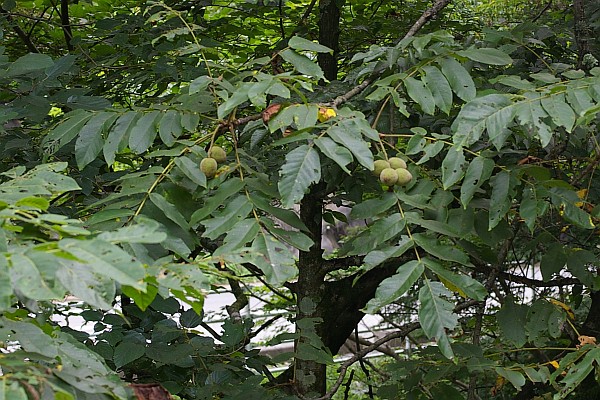 オニグルミの果実