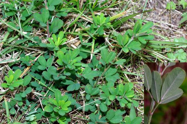 マルバヤハズソウ