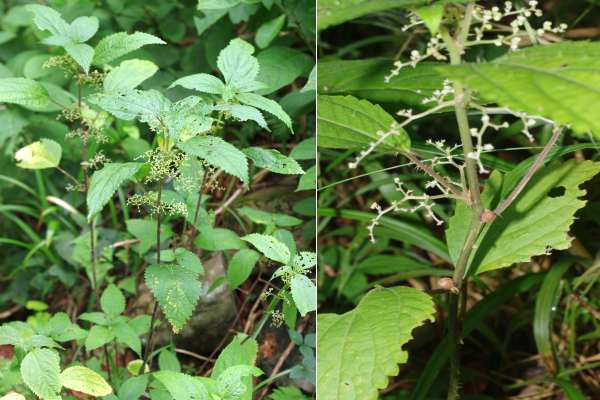 ムカゴイラクサ